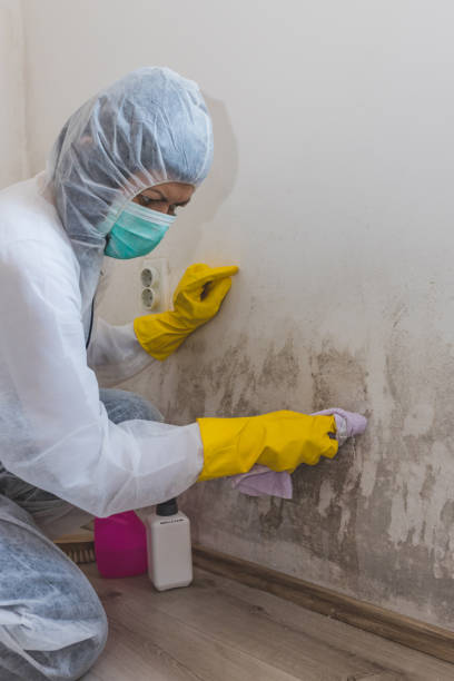 Best Environmental Consulting for Mold Prevention  in Schenectady, NY